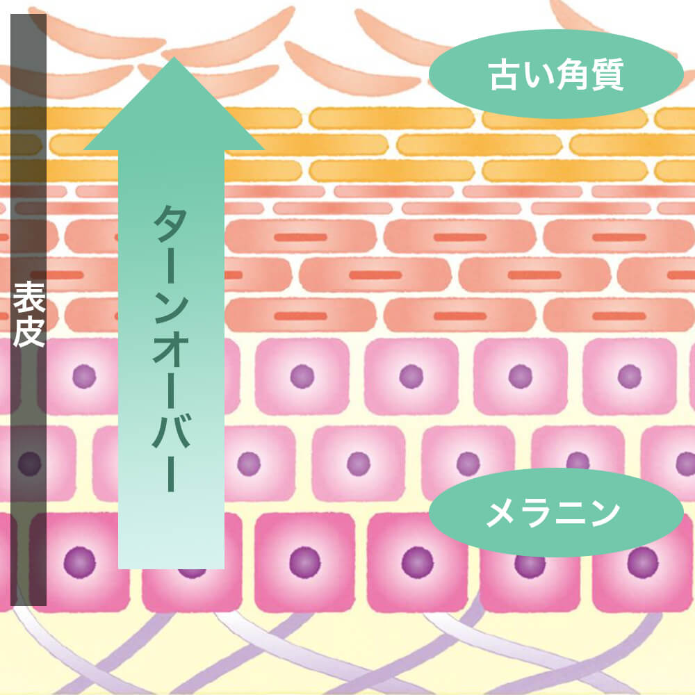 プロフェッショナルピール